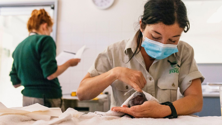 Echidna puggle being treated at the Taronga Wildlife Hospital in Taronga Zoo Sydney.