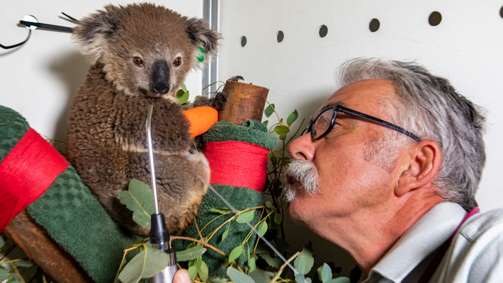 Koala being treated at the Taronga Wildlife Hospital in Taronga Zoo Sydney.