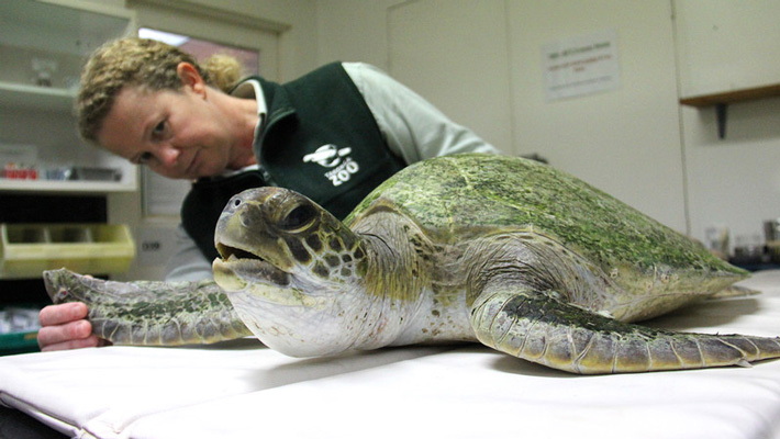 Marine Turtle being treated at the Taronga Wildlife Hospital in Taronga Zoo Sydney. Photo: Madeleine Smitham