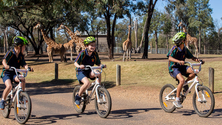 Bike hire on school excursion to Taronga Western Plains Zoo Dubbo. Photo: Rick Stevens