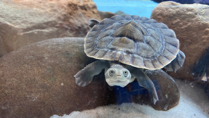 Macquarie river turtle, one of the native freshwater turtle species heavily traded out of Australia. Photo: P Meagher