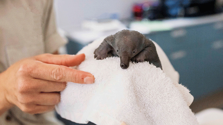 Weja, an orphaned Echidna puggle at Taronga Wildlife Hospital.