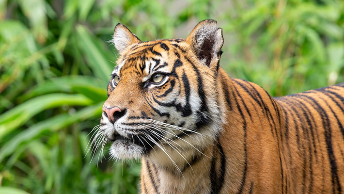 Sumatran Tiger at Taronga Zoo Sydney.