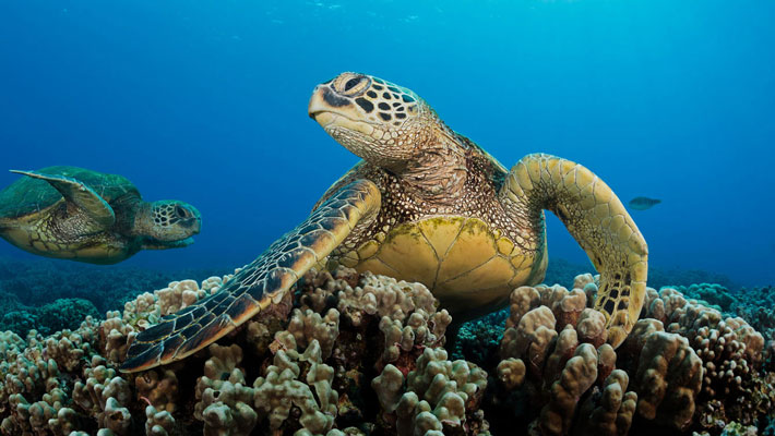 Marine Turtles resting on coral underwater.