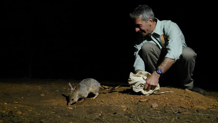 Cameron Kerr releases the first Greater Bilby to the Taronga Western Plains Zoo Sanctuary, as part of wider breeding and re-wilding plan, October 2019.