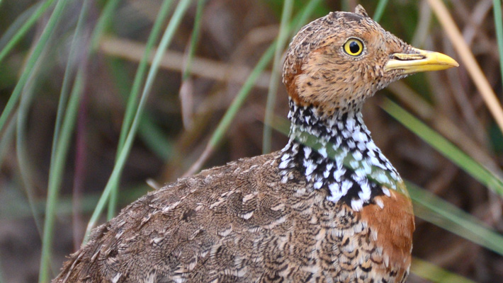 Taronga Western Plains Zoo has recently welcomed two Plains-wanderer chicks, the first born as part of a conservation breeding program that is providing hope for this critically endangered species.