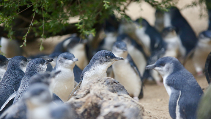 Little Penguins are the smallest species of penguin.