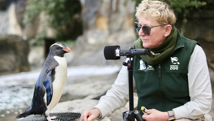 Jo Walker records vocalisations from Taronga’s Fiordland Crested Penguin.