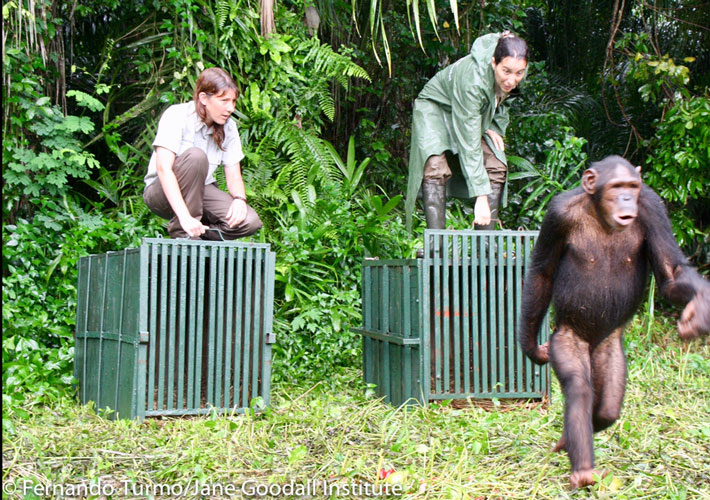 Primate Keeper Katie Hooker working with the Jane Goodall Institute to release chimpanzees back to the wild in Tchimpounga Sanctuary, Republic of Congo. Photo: Fernando Turmo / Jane Goodall Institute.