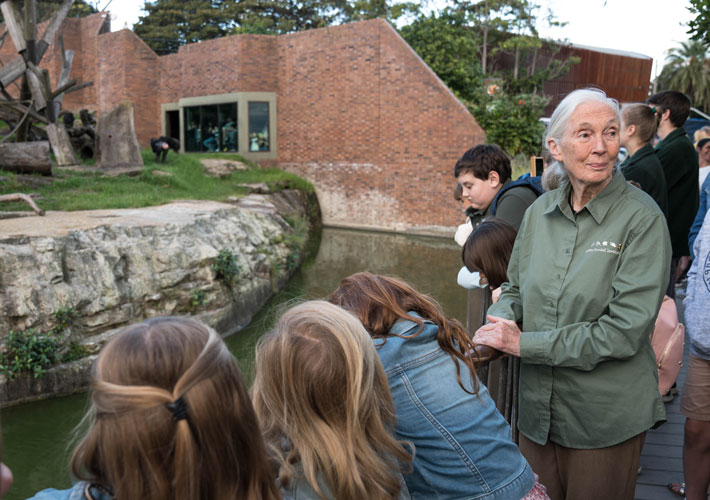 Dr Jane Goodall visits Taronga Zoo’s chimpanzee exhibit, 2019. Photo: Jo Yeldham.