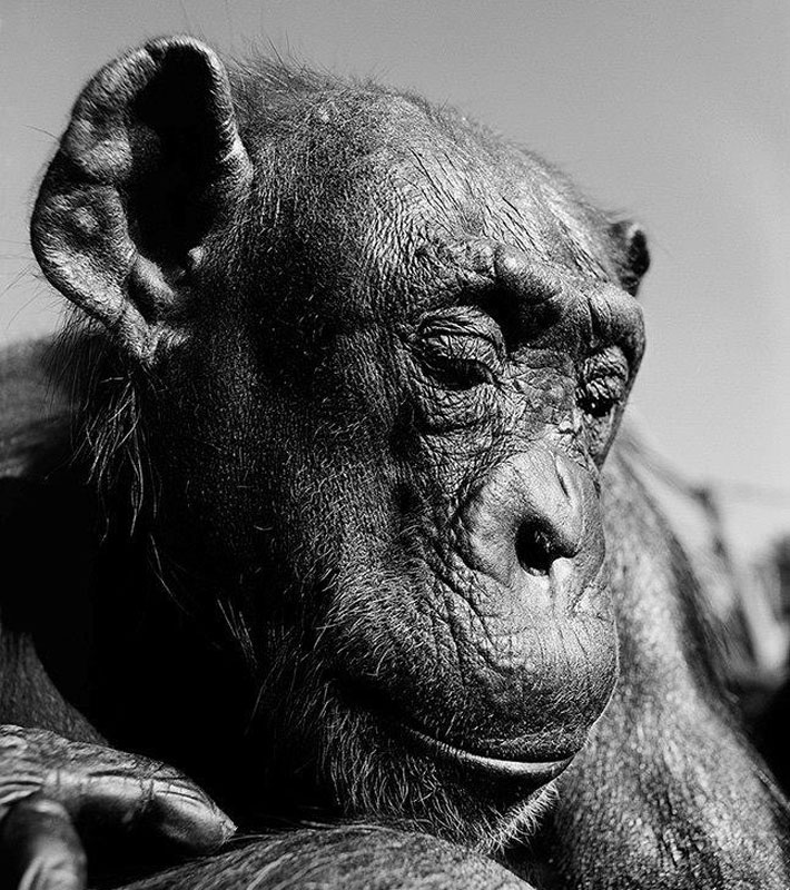 Taronga’s matriarch chimpanzee Spitter just celebrated her 60th birthday.