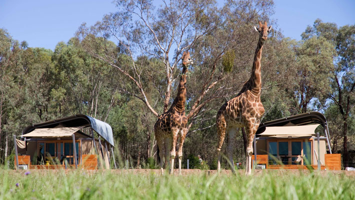 Zoofari Lodge at Taronga Western Plains Zoo Dubbo - overlooking the Giraffe herd.