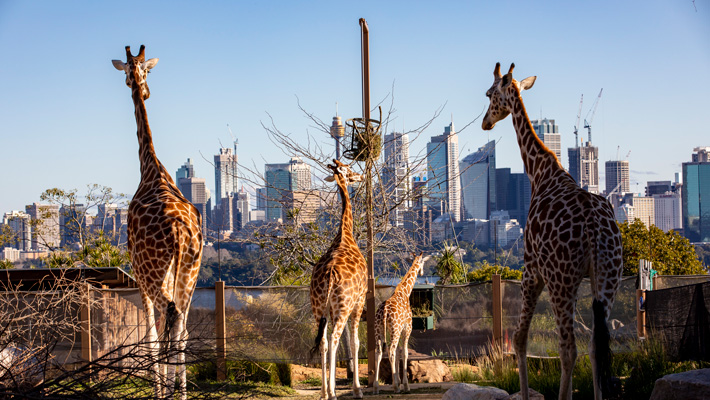 Giraffe overlooking stunning Sydney Harbour in the African Savannah at Taronga Zoo Sydney. Photo: Rick Stevens