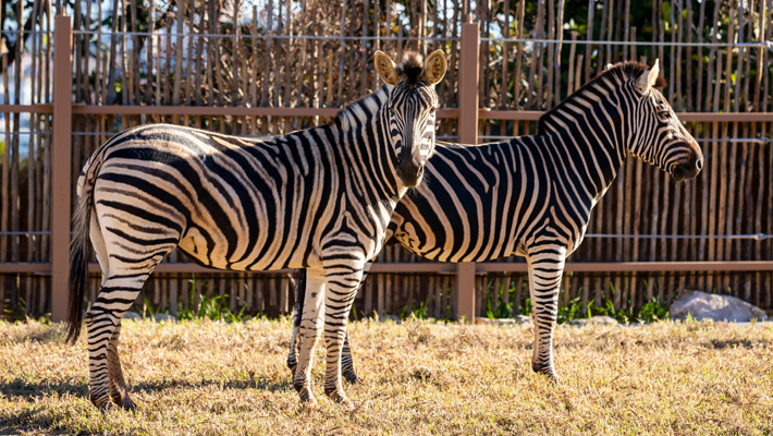 Zebras Kiah and Bwana in the African Savannah at Taronga Zoo Sydney. Photo: Rick Stevens