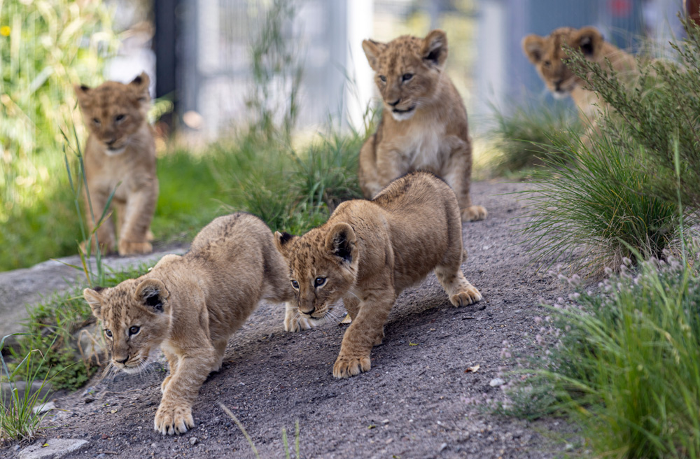 The five African Lion cubs at Taronga Zoo Sydney explore the African Savannah exhibit.