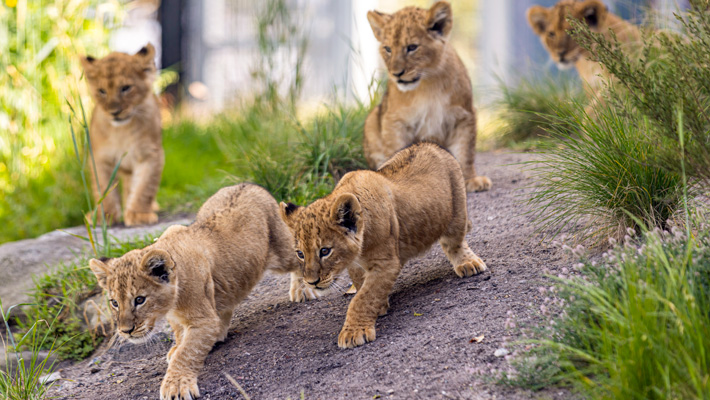 Lion Cubs at Taronga Zoo Sydney.