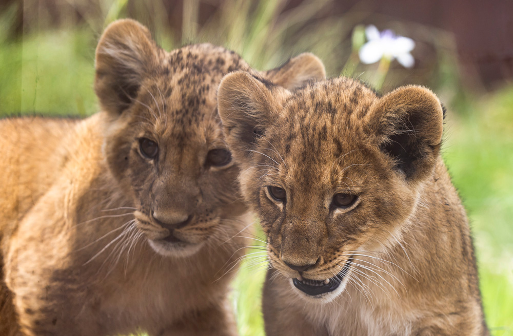 Lion cubs at Taronga Zoo Sydney. Photo: Rick Stevens
