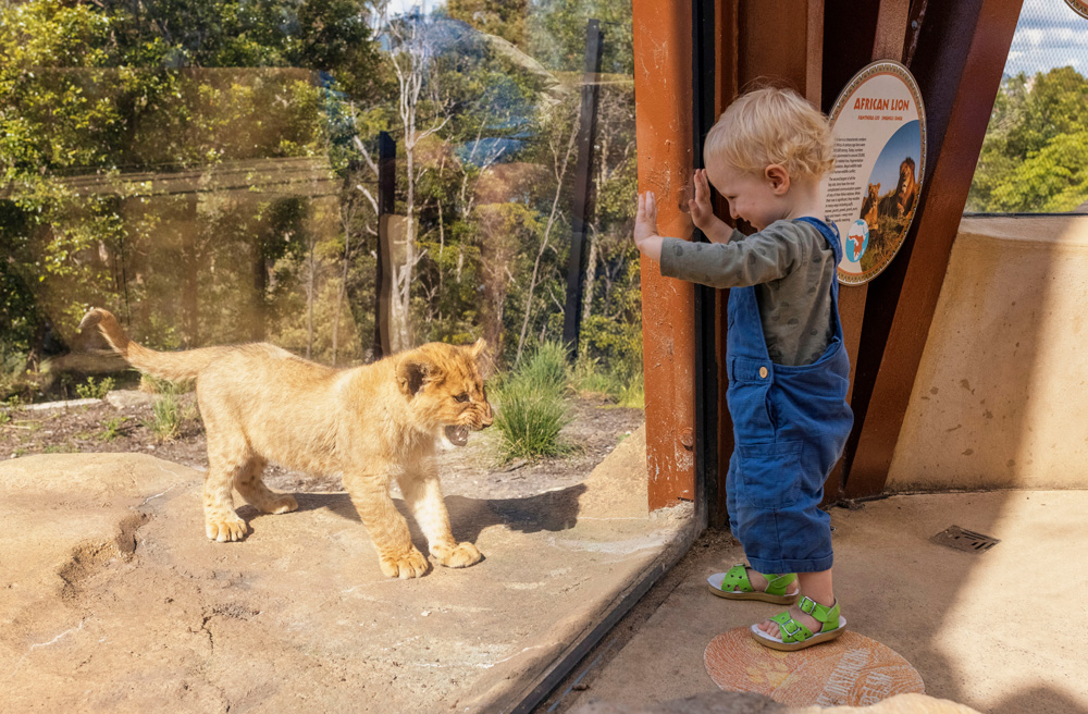 A child comes face-to-face with a lion cub at the African Savannah exhibit at Taronga Zoo Sydney. Photo: Harry Vincent