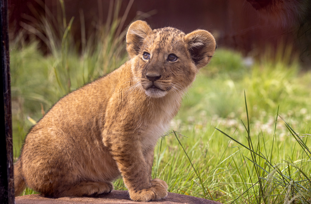 A lion cub at Taronga Zoo Sydney. Photo: Rick Stevens
