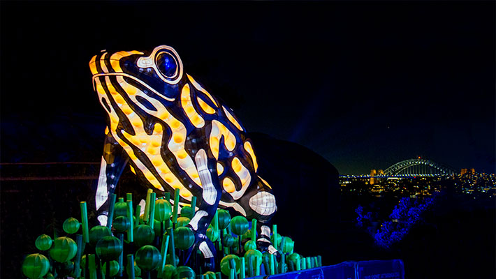 Corroboree Frog lantern at Wild Lights Taronga Zoo - KKDay Things to Do in Sydney for the family