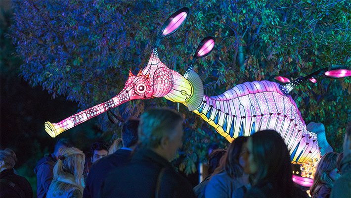Water Dragon lanterns at Taronga Zoo Sydney during Vivid Sydney
