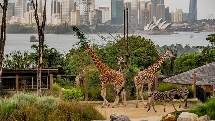 Walk through the immersive African Savannah exhibit.