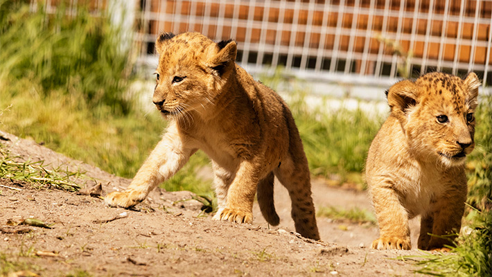 African Lion Cubs at Taronga Zoo Sydney. Photo: Harry Vincent