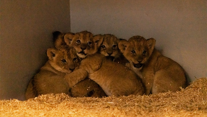 African Lion Cubs at Taronga Zoo Sydney. Photo: Harry Vincent