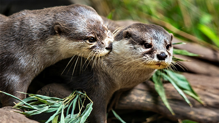 See otters along the Rainforest Trail.
