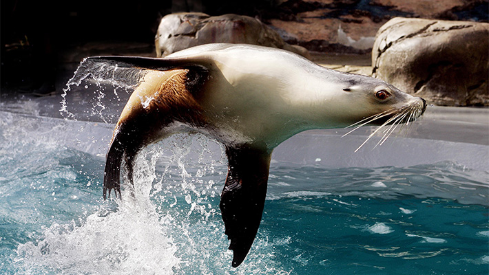 Watch the seals splash and play at Seals for the Wild.