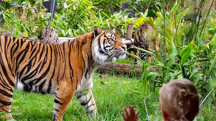 Get up close to Sumatran Tigers in Tiger Trek.