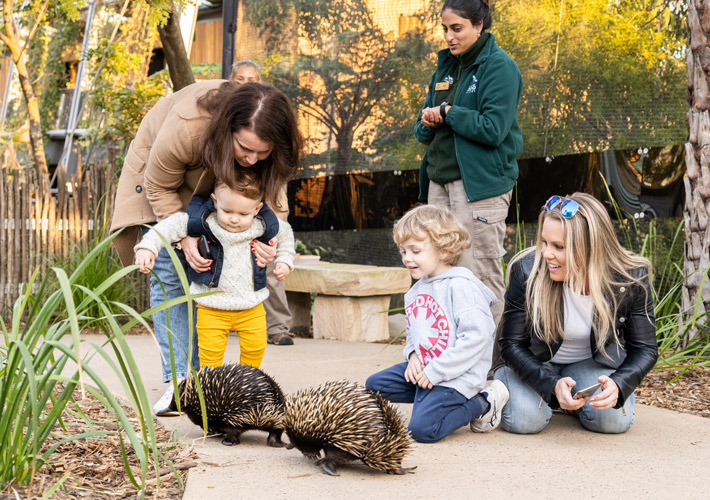 A family-friendly tour of The Sanctuary gets you up close to unique Australian wildlife over fascinating stories, all whilst deepening your connection to Cammeraigal country.