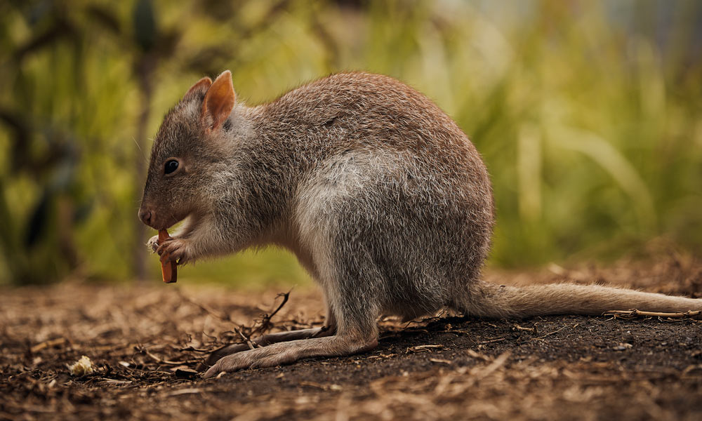 Animal in the Sanctuary at the Wildlife Retreat at Taronga.