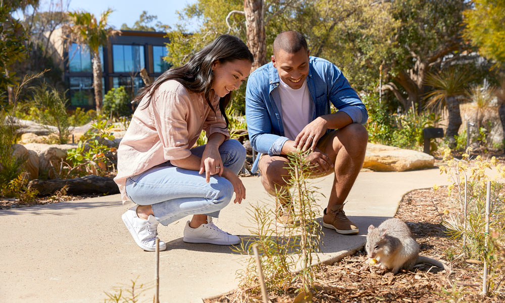 Couple get up close to an animal in the Sanctuary at the Wildlife Retreat at Taronga.