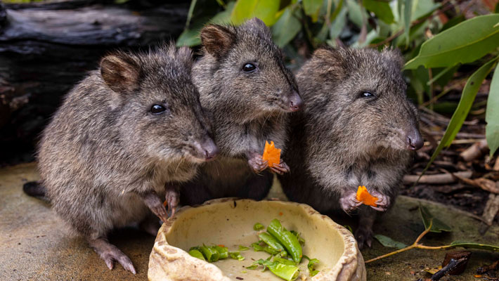 Sanctuary tour. Potoroos
