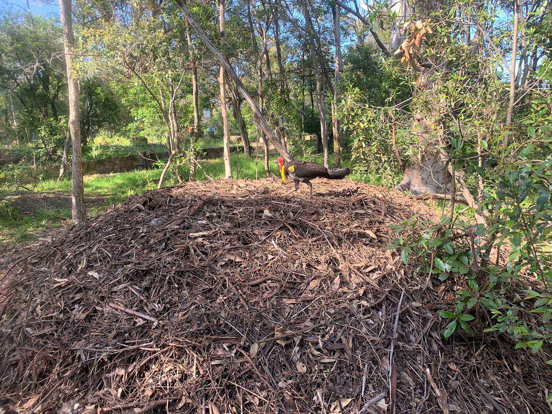 Australian Brush Turkey Mound