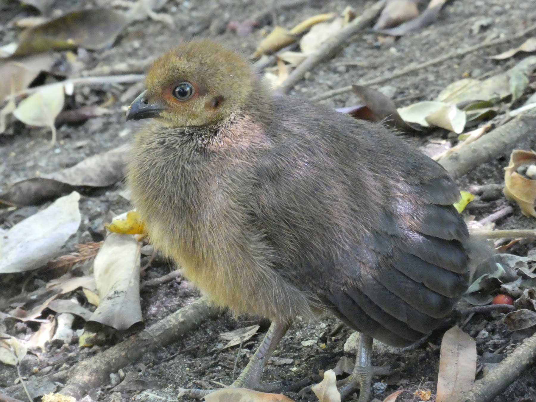 Australian Brush Turkey Chick - Photo: Dr. John Martin