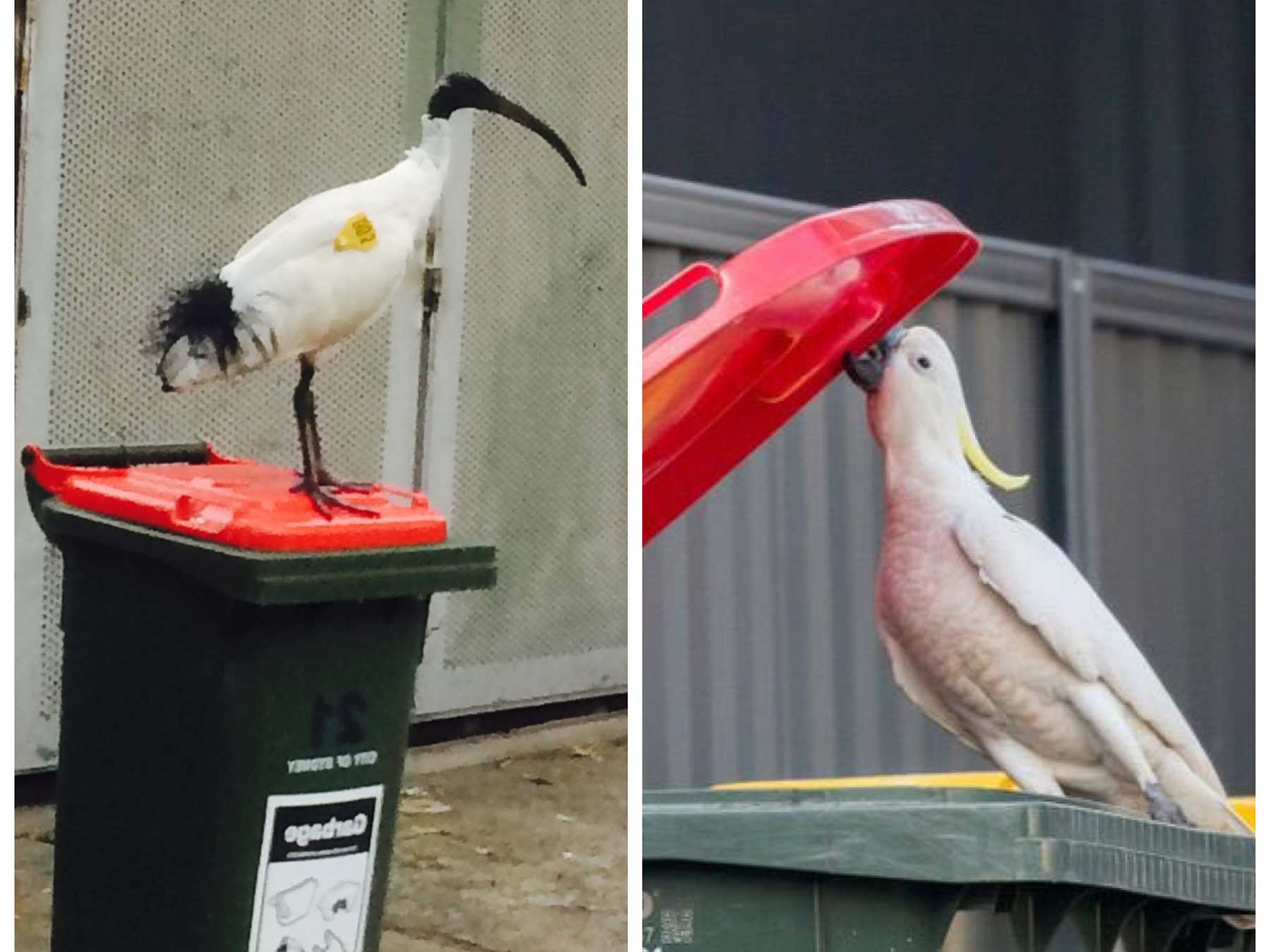 White Ibis and Sulphur-crested Cockatoo