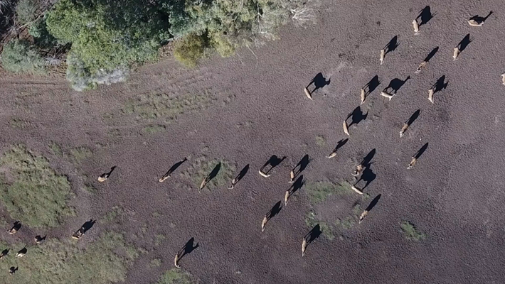 Analysing animal movements using drone footage