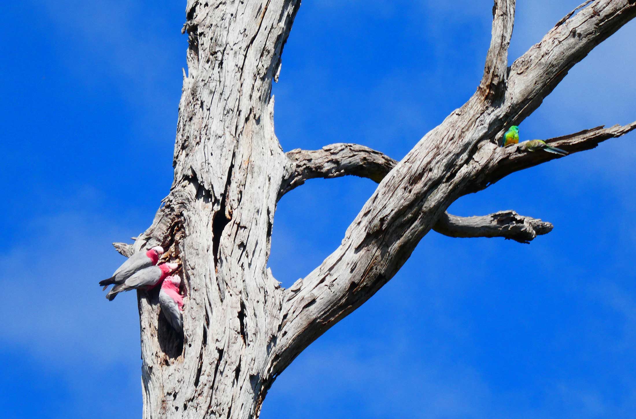 Galah & Red-Rumped Parrot Tree Hollow