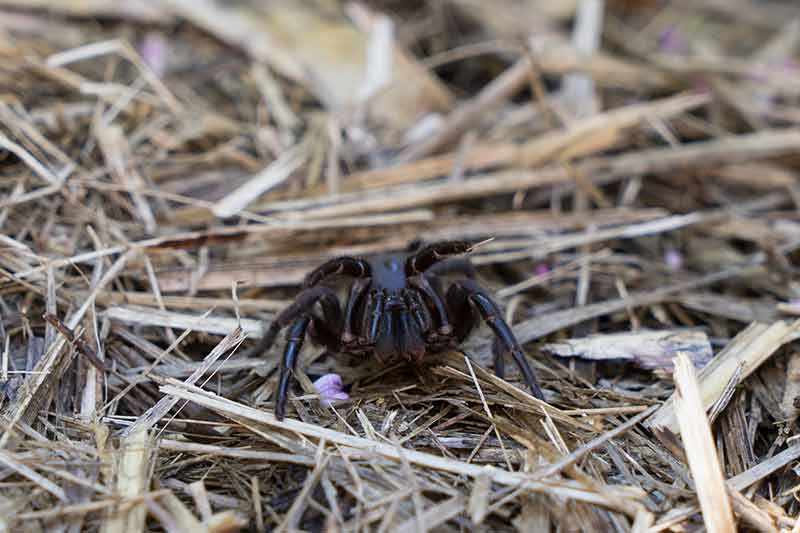 Funnel Web Spider. Photo: Chris Wheeler