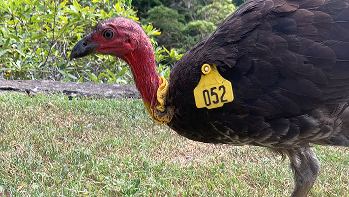  Hulk, an adult male Brush-turkey, observed during the breeding season with an extended wattle; report sightings using the Wingtags app.