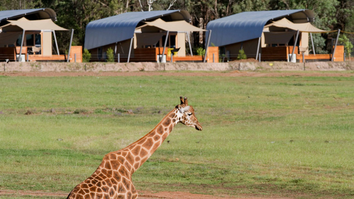 A giraffe wanders in front of Animal View Lodges