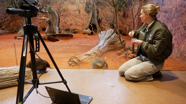 Education Officer, Jess Mountford, with an Echidna and Bilby, hosting a Virtual Zoo Lesson from the Desert classroom.
