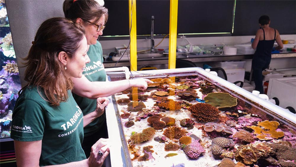 Dr Justine O’Brien (left) and Dr Rebecca Hobbs (right) at the Australian Institute of Marine Science’s National Sea Simulator during coral spawning on the Great Barrier Reef.