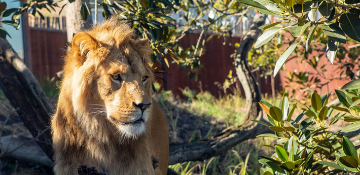 African Lion at the African Savannah in Taronga Zoo Sydney.