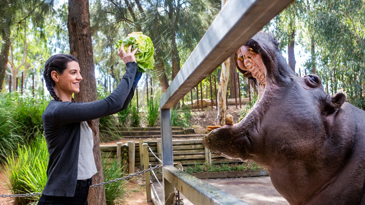 Hippo encounter at Taronga Western Plains Zoo Dubbo.