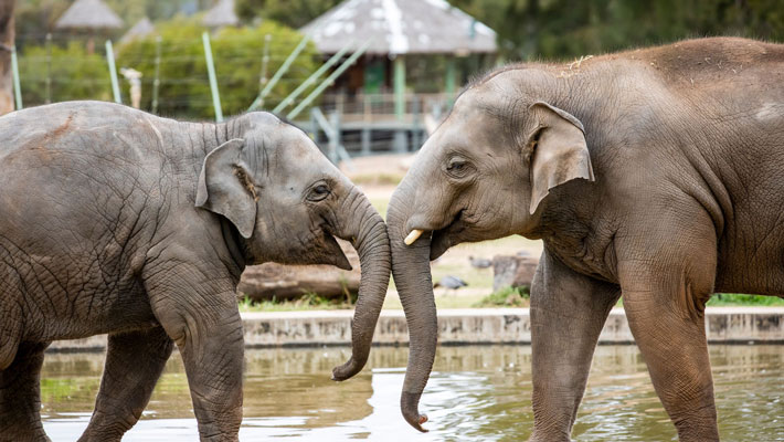 Asian Elephants at Taronga Western Plains Zoo Dubbo.