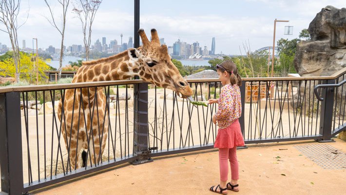 Giraffe Encounter at Taronga Zoo Sydney