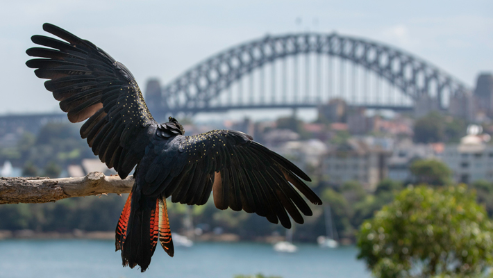 Gaze out at stunning Sydney Harbour and enjoy Free Flight Birds.